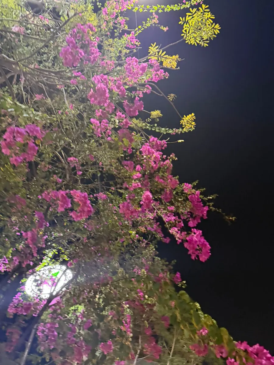 Pink bougainvillea lit by a streetlight against a black night sky